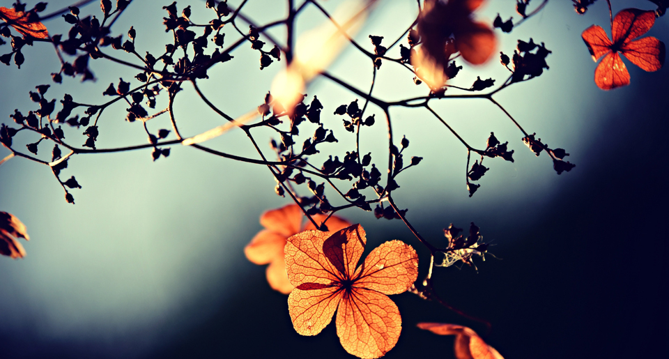 Mehr über den Artikel erfahren Wir machen Herbstferien